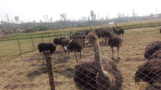 Ostrich gaver valley, banke