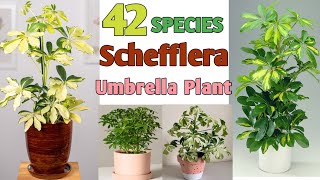 42 Schefflera (Umbrella) Plant Varieties | Umbrella Plant Varieties with Names | Plant and Planting