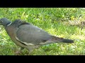 grzywacz odgłosy gatunek gołębia wood pigeon callings