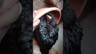 #kozhi_koothugal #akvlogs #funny_chicken #funnyvideo #chicken