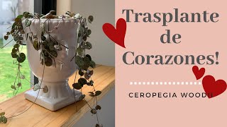 👩🏼‍🌾 Trasplantando Ceropegia Woodii, Cuidados y Tips