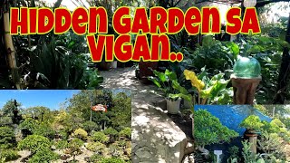 Vigan's Hidden Garden | Daming. halaman at Bonsai