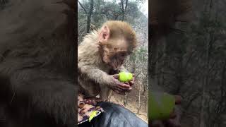 So AdorableMonkeys #Monkey #baby monkey, #animals, #ASMR, #Shorts #BeeLeeMonkeyFans 81