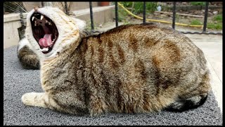 Petting An Angry Big Cat... Watch How He Enjoys!