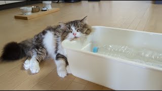 猛暑日に凍ったペットボトルを置いたら気持ちよすぎて猫がこうなりました