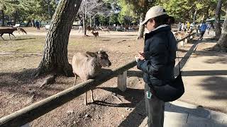 JAPON 5* Nara/ Nos hospedamos en un Ryokan/ Parque de Ciervos / Conociendo templos/ Ceremonia del Té