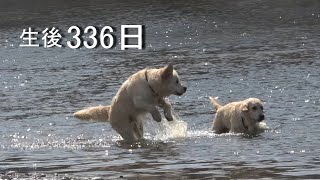 アイン村  チロの子生後336日目 アナン、ヒヨとお散歩 2019.3.27（ゴールデンレトリバー）