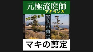 マキの剪定の仕方　4種類あるよっ