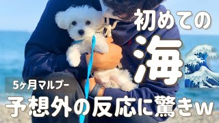 【予想外】マルプー子犬、初めての海で驚きの行動にw【思ってたんと違うシリーズ】マルチーズ×トイプードル