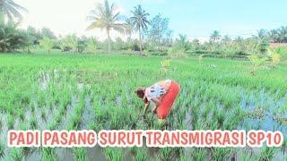 PERTUMBUHAN TANAMAN PADI PAK JUMIRAN SEMAKI SUBUR