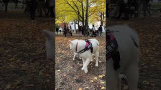 秋田犬TAMの記念撮影：北大イチョウ並木