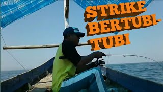 Strike Bertubi-tubi Kakap Merah - Klaseman Probolinggo