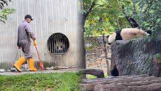 10月12日福宝在假山睡觉，帽子奶爸给依宝打扫院子，依宝出来就吃竹竿，现场已经有很多粉丝了#panda #fubao #푸바오