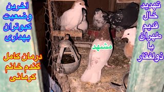 Treatment of sick pigeons