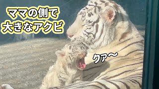 やっぱりママの側が、いちばん安心するね🐯😊　1月16日 東武動物公園　ホワイトタイガー赤ちゃん