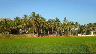 Nagercoil | Kanyakumari District | Tamilnadu | India