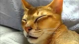 Trololo Sleeping Cat