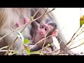 adorable baby monkey molen mama monkey molla teaching baby