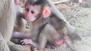 Adorable Baby Monkey Molen Mama Monkey Molla teaching Baby