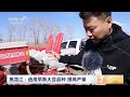 中国三农报道 黑龙江：选用早熟大豆品种 提高产量 农业致富经 agriculture and farming