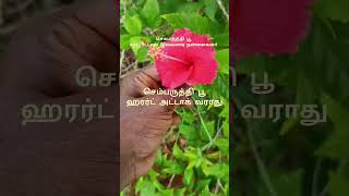 செம்பருத்தி பூ சாப்பிட்டால் கிடைக்கும் பயன்கள் hypiscus tea benifits