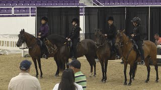 Horse enthusiasts travel to Ocala for Paso Fino show