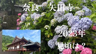 【奈良　矢田寺】2023.06.14現在　紫陽花開花状況　見頃は、6月17日から24日⁈ #なら #あじさい #やたでら