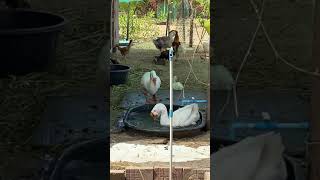 មេបា ក្បាលតោពណ៍ស #geese