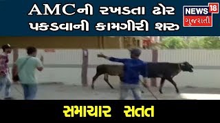 અમદાવાદનાં ઘાટલોડિયામાં AMCની પોલીસ બંદોબસ્ત વચ્ચે રખડતા ઢોર પકડવાની કામગીરી શરુ