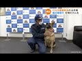 嘱託警察犬アグネス 8歳 に感謝状とおやつのガムを贈呈　愛知・一宮市で行方不明者を発見 2022 4 28 20 50