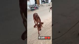 #cow #villagelife  #bull #youtubeshorts #krishna #radheradhe #cowlover #viral #shorts #balaji #rss