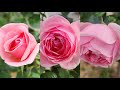 November garden roses veggies sweet rose of mine tree roses 十一月的花园月季和蔬菜