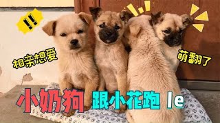 田园犬小花带着小奶狗出去闯天下，狗妈妈担心孩子们，一路追随着【柿柿红爱吃肉】