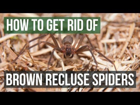 How to Get Rid of Brown Recluse Spiders How to Get Rid of Brown Recluse Spiders