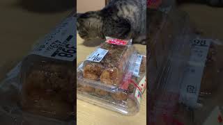 たこ焼きが気になる猫 #shorts #猫 #猫のいる暮らし