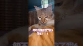 失責保安雞腿 🐈｜#貓咪 #貓咪日常  #可愛い猫  #貓咪的迷惑行為  #可愛貓咪  #橘貓 #寵物  #catvideos  #cat  #雞腿 #橘白貓