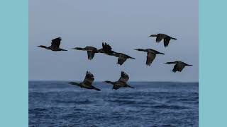 Winter Birds of the Mendocino Coast: Cormorants