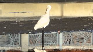 ヘラサギ Spoonbill 2013年11月22日（伊佐沼）