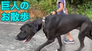 超大型犬のお散歩🐕‍🦺❤️ グレートデンvsニューファンドランド 多頭飼い 渡辺ボス