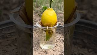 Lemon growing tricks in our garden 🪴 #lemon #gardening #trendingshortsvideo