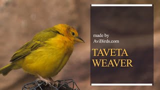 Taveta Weaver / Taveta Golden Weaver [Ploceus Castaneiceps]