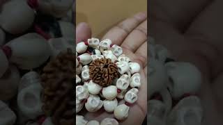 6 mukhi original Rudraksha www.harekrishnamart.com