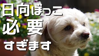 犬の日向ぼっこにはどんな意味があるの？（チワプー）