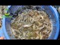 ৪ মাসে গুলশা মাছ বাজারজাত করার পদ্ধতি। how to complete gulsha fish farming within 4 months.