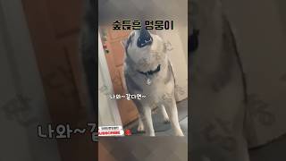 숲튽훈 콘서트 대신하려고 연습중ㅋㅋㅋ #노래하는#멍뭉이#강아지#귀여워#웃긴영상