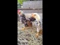 Baby Serama rooster crowing