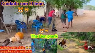 Cuidado com El leon PART4  the lion prank recopilacion
