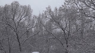 Relaxing Snowfall Sounds - Sound of Birds and Falling Snow for Sleep, Study, Relax