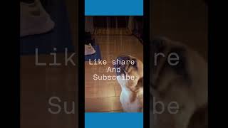 I feel it有点感觉😭 #funny #memes #tiktok #malaysia #搞笑 #shortvideo #dog #frenchbulldog #animals