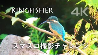 野鳥撮影・ スマスコにチャレンジ！・カワセミ君